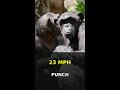 This Animal Can Punch at 23 Miles Per Hour 🥊