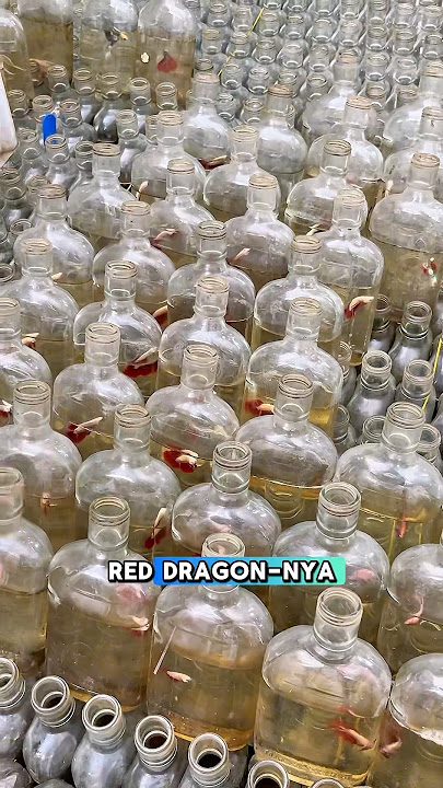 Review 16.000 ikan cupang di dalam botol gepeng! #fishkinian #bettafish #ikancupang #ikanhias