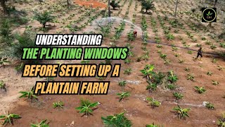 UNDERSTANDING THE PLANTAIN PLANTING WINDOWS/ The best time to establish your commercial farms/