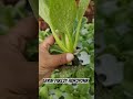fresh & healthy