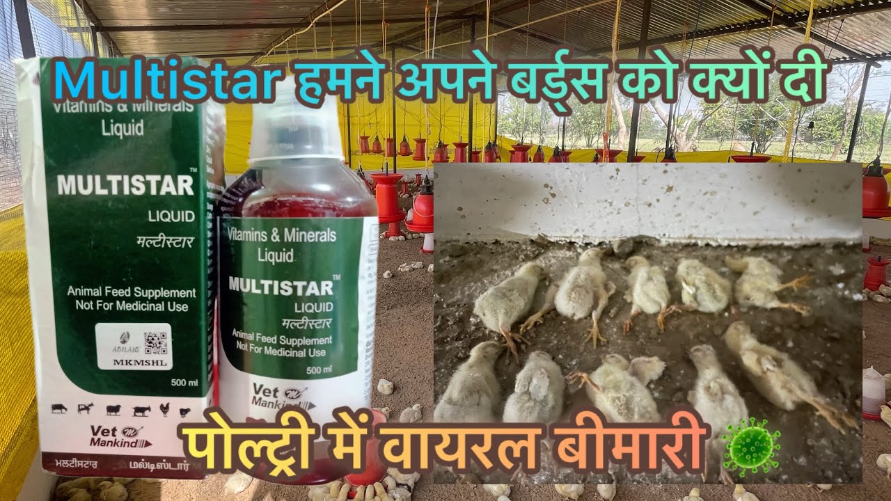 Multistar Manvik Mortality in poultry farm | Multistar dene ka tarika #veterinary # ...