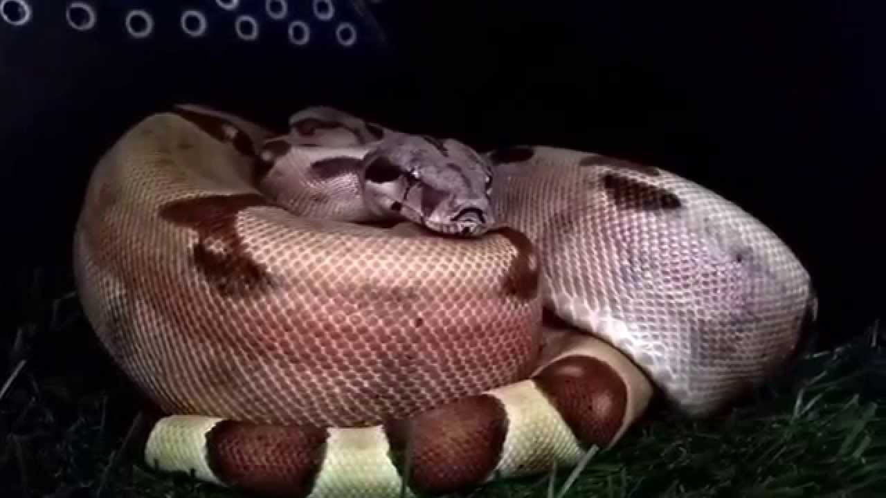 Rocky BalBoa the salmon boa