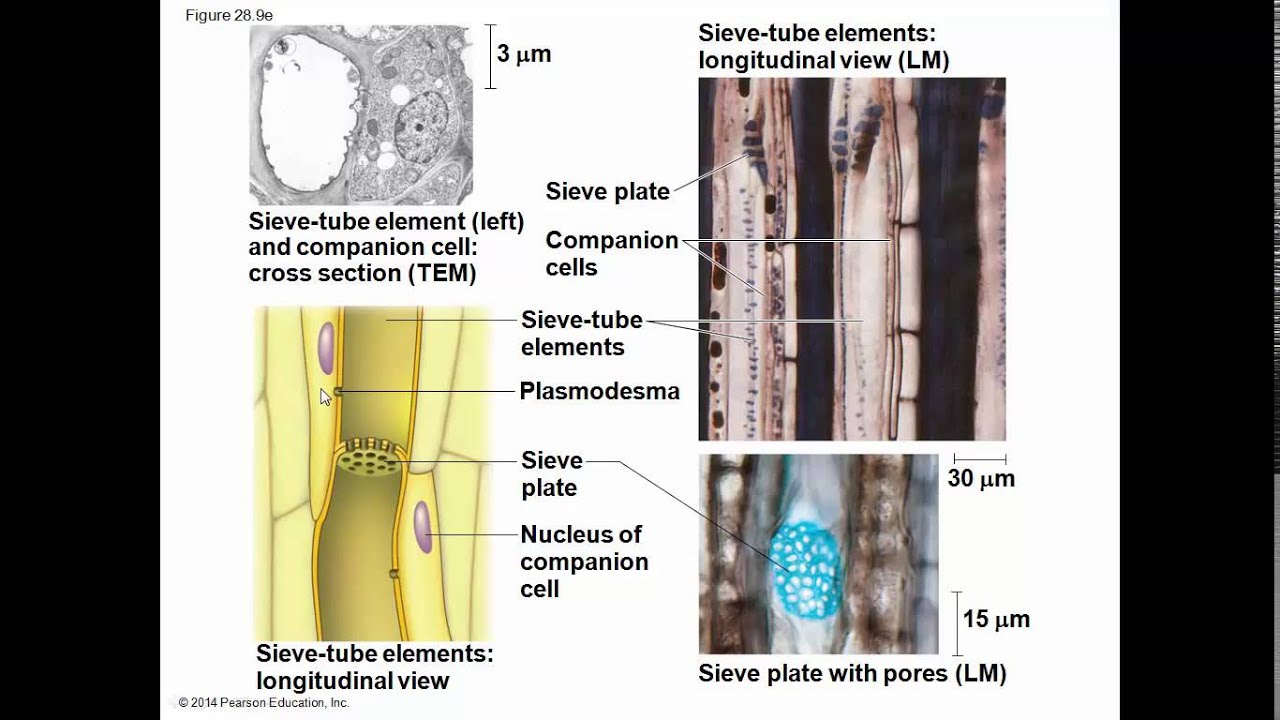 Biology in Focus Ch 28 Plant Structure and Growth YouTube