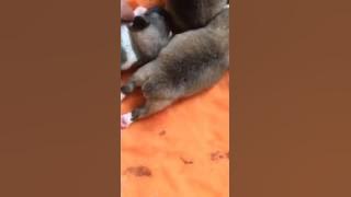 20358653 1443019295792044 3870714274791817216 n