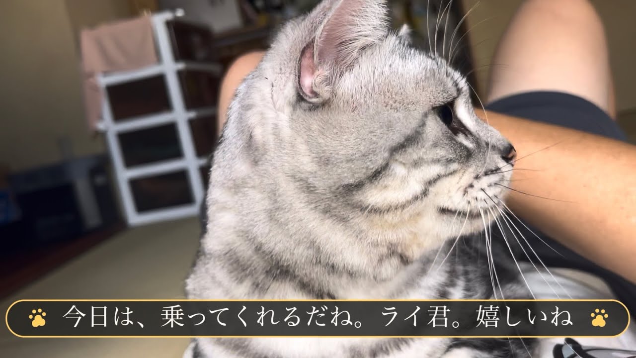 猫ちゃんマンページ YouTube
