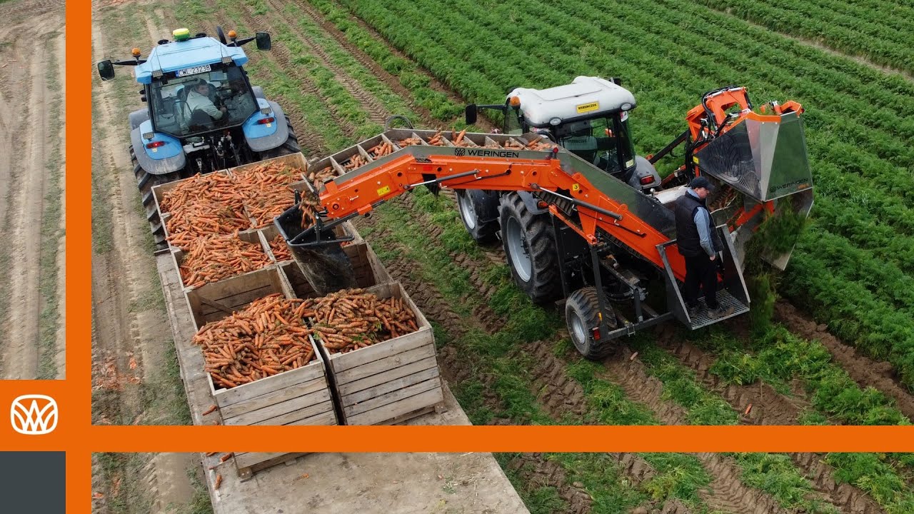 WERINGEN RVS-1 в действии – полевые демонстрации 2025 года – уборка моркови и петрушки