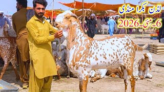 Luddan bakra mandi update/6 May 2026/Qurbani wale bakre or chhote bacho k fresh rate