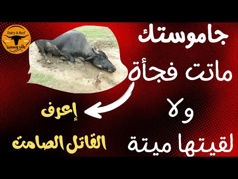 لقيت الجاموسة ميته ولا ماتت فجأه اعرف القاتل الصامت