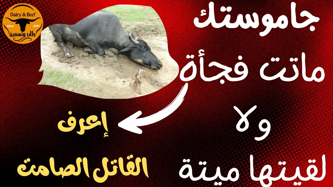 لقيت الجاموسة ميته؟ولا ماتت فجأه؟ اعرف القاتل الصامت
