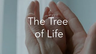 Wonder of The Tree of Life