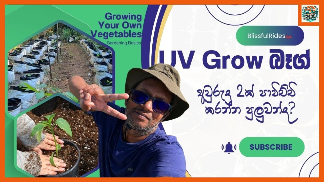 පරන වගා මලු වල අලුත් වගාවක් | Restart a container vegetable garden | ගෙවතු වගාව