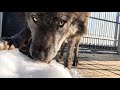 Волк ест снег, канадский волк Акела вместо воды ест снег.
