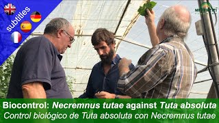 Biological control of Tuta absoluta (Tomato leaf miner) with Necremnus tutae in greenhouses