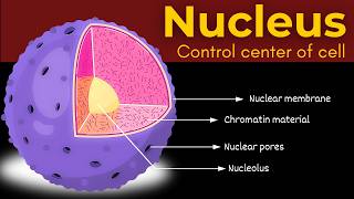 Nucleus: Structure and Function Explained in Detail || Cell Biology || Bioscholar