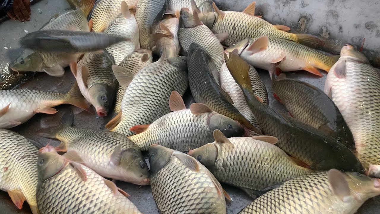 I never seen ll amazing big carp fish selling live skills by expert fish seller  in Fishmarket 