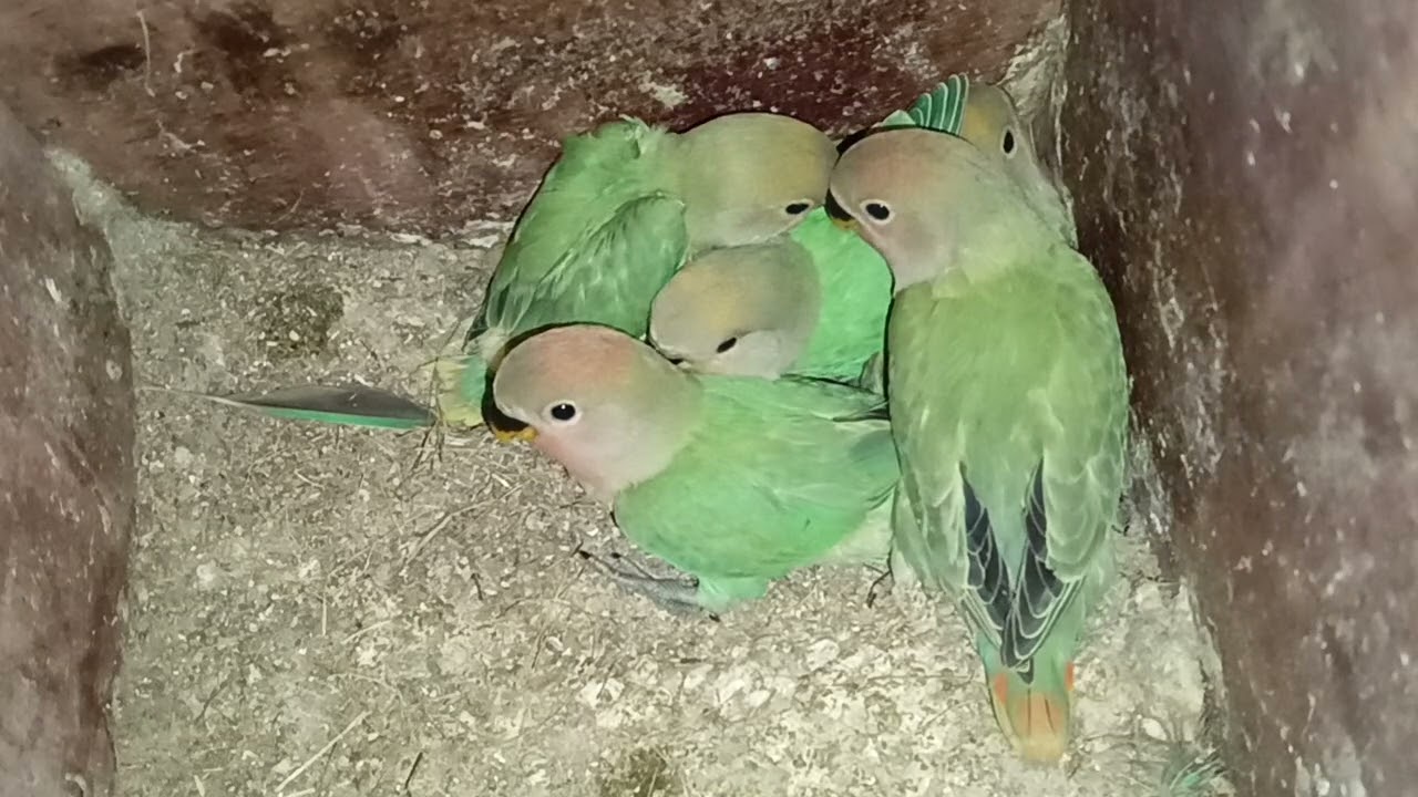 love bird chicks progress