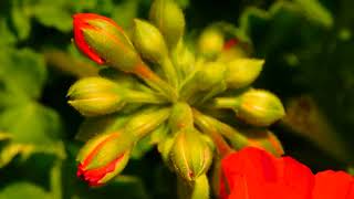 1307117 hd 1920 1080 30fps