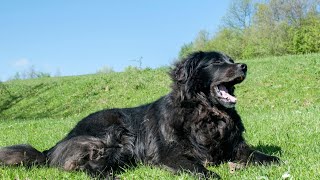 Keeping Your Newfoundland Dog's Heart Healthy