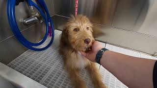 18 week old Aussiedoodle GROOM