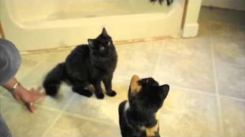 Watch the video about SITKA - Furry, Purrin', and has been ADOPTED!