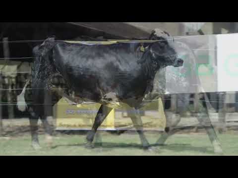 LOTE 44 - 205
