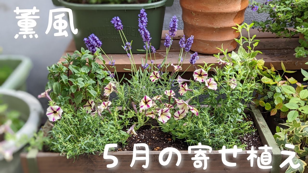 ５月の寄せ植え 寄せ植え初心者 メインはペチュニア Pw苗やサントリー苗のブランド苗を初心者は選ぼう 安い苗も混ぜながら 夏に向けて 平凡な主婦のガーデニング Youtube