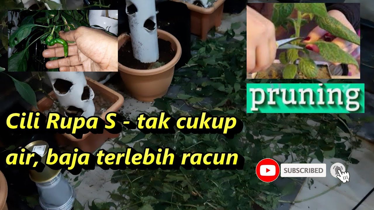 Buah Cili Bentuk S Tak Cukup Air Baja Atau Terlebih Racun Pokok Cili Terlebih Racun Dan Baja Youtube