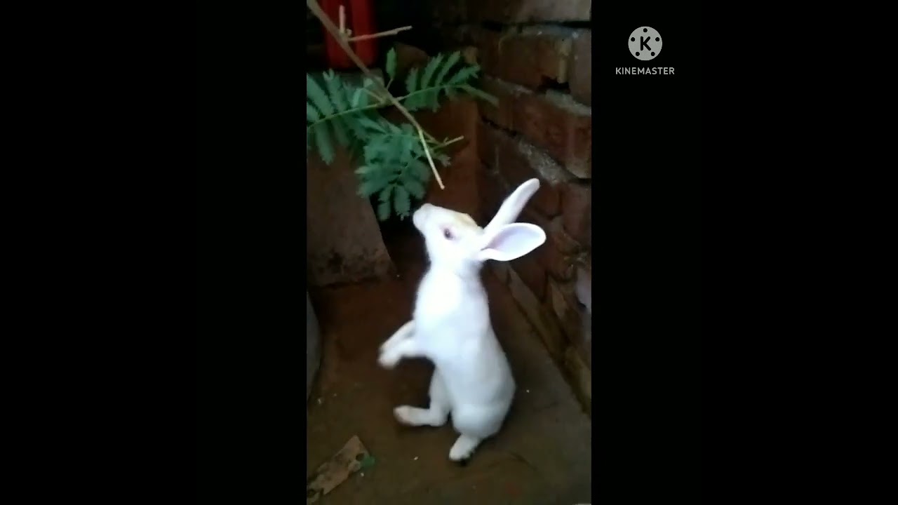 Quit rabbit##