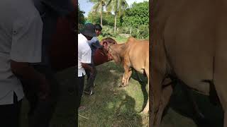 Rescuers Trapped A Cow Head In A Tank. #Satisfying