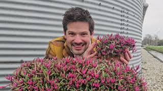 Delosperma With Vibrant Red Foliage Introducing Delosperma Desert Dancers
