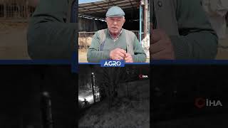 Besicinin Kahvehanede İçeceğine İlaç Atıp Uyuttular Çiftliği Soydular