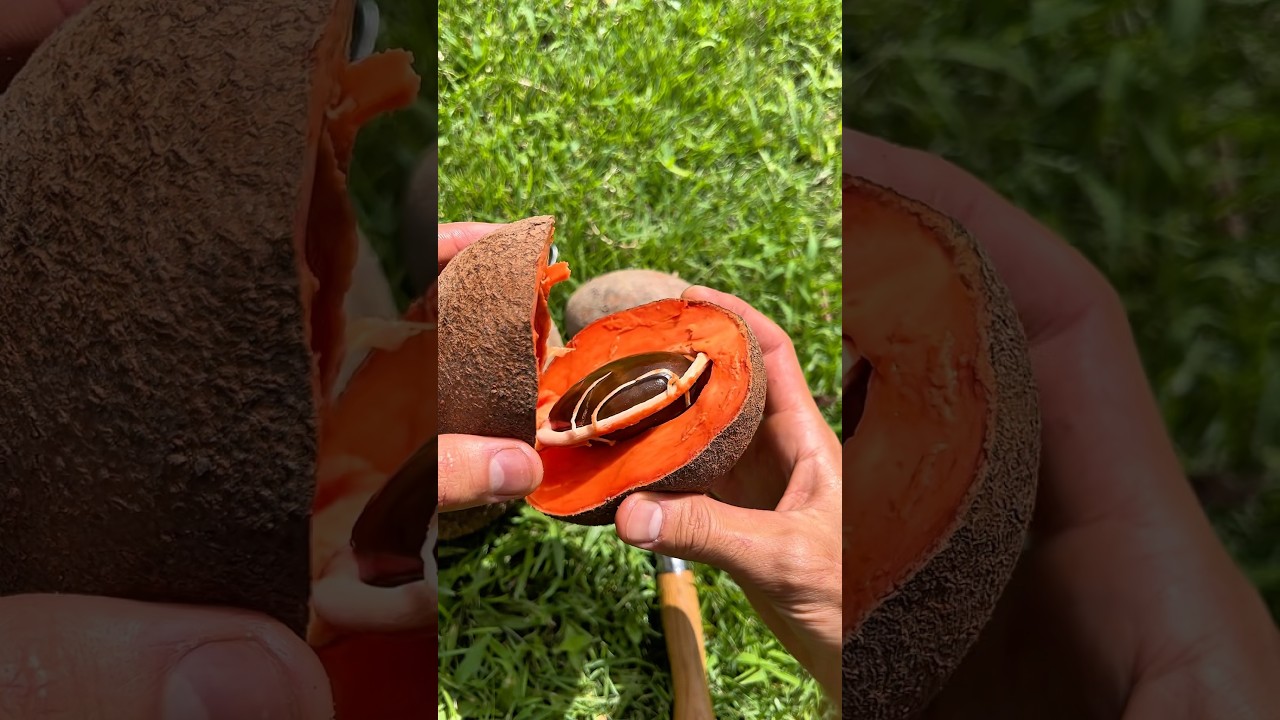 This Tropical Fruit Tastes Like Pumpkin Pie!? 🥧✨ (Mamey Sapote) 