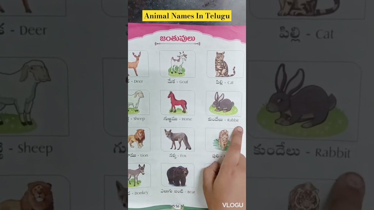 Animal Names In Telugu 