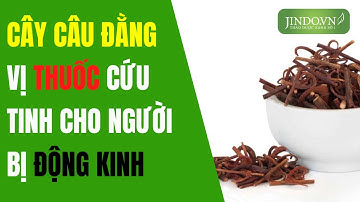 Cây câu đằng vị thuốc tuyệt vời cho người bị động kinh | Thảo dược xanh số 1 JINDO