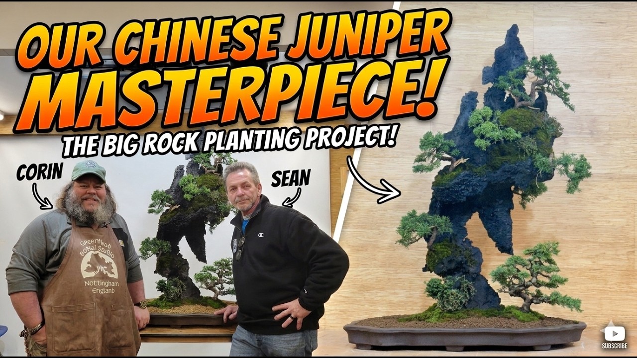 Chinese Juniper Rock Planting (With Sean Smith) - Greenwood Bonsai
