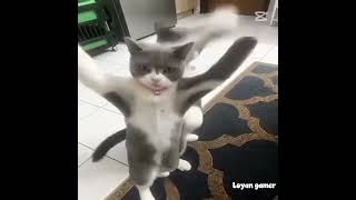 ninja cat edit