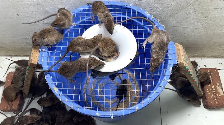 10 best mouse trap/Mouse Trap Bin/Rat trap 2022