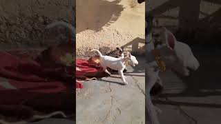 Parrot Female Aur Pitbull Dog Full Masti Channel Ko Like Aur Subscribe Karen Please Yr