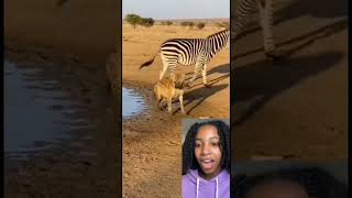 A Hyena get a kick off 🤣🤣 #funny #zebra #hyena #wildlife #react