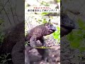 コモドドラゴン、魚を丸呑みして大ピンチ!? #コモドドラゴン #野生動物 #食事シーン #自然の驚異 #動物の本能