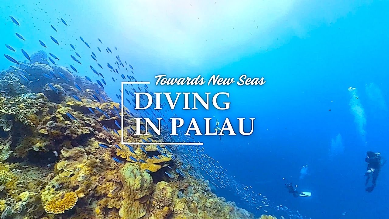 4K Ocean Life Adventure w/ Stunning Coral Reefs, Tropical fish, and Sea Turtles | Palau, Micronesia