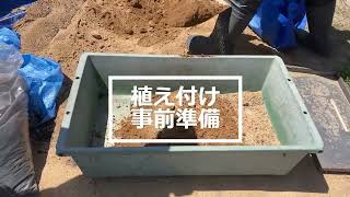 自然薯栽培マニュアル】③種いも定植 - YouTube