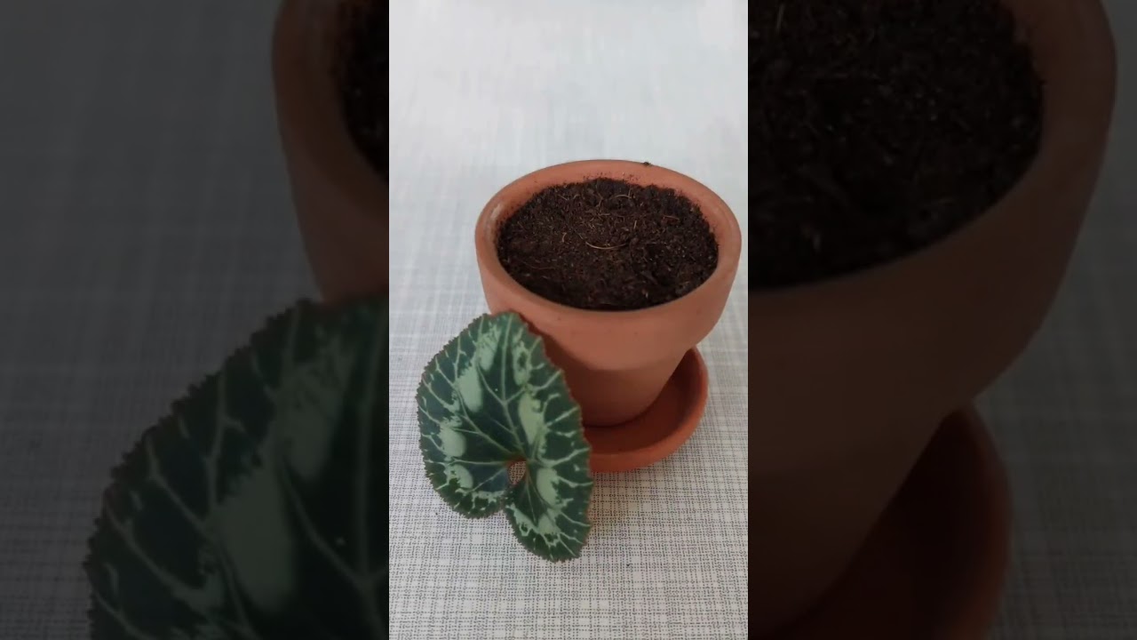 Cyclamen propagation by leaves? | day 1 | 