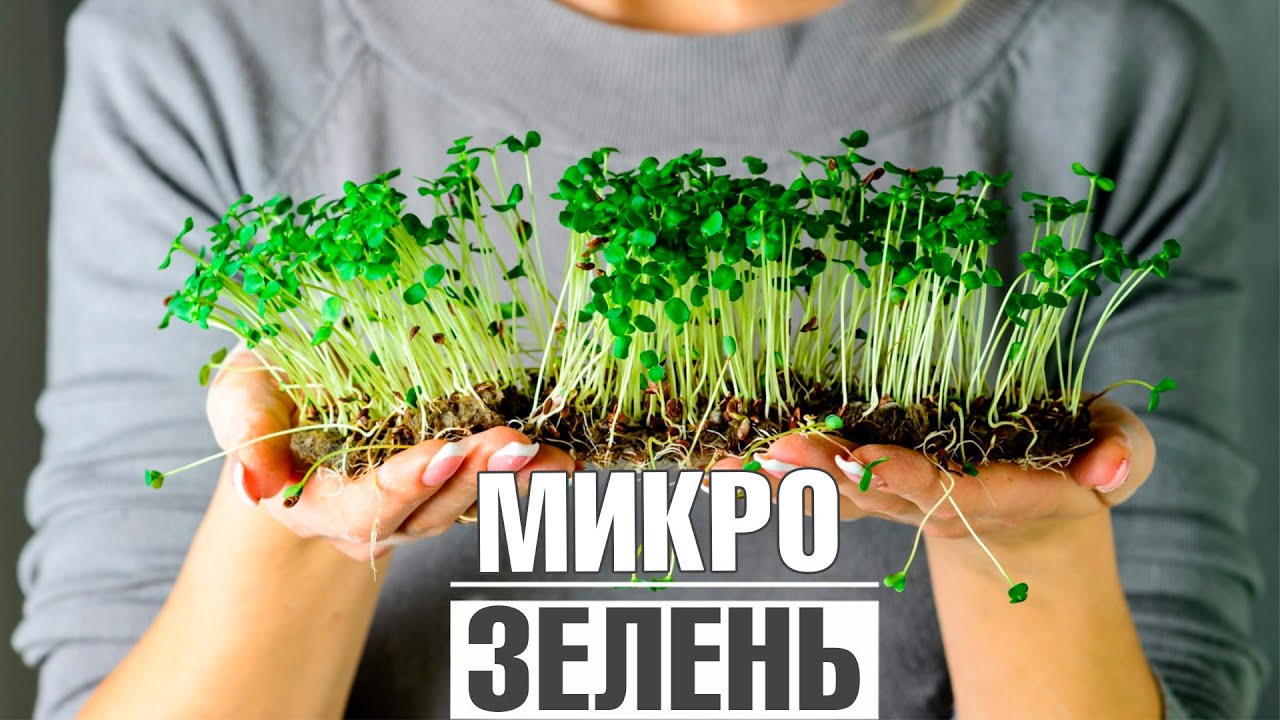 Микро выращивание. Микрозелень. Выращивание зелени. Посадить микрозелень дома. Микрозелень в домашних условиях как выращивать для себя.