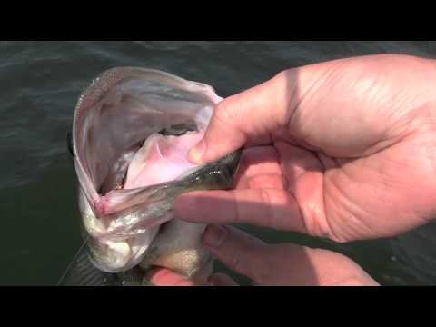 Fish Hook Removal With String - Everything Smallmouth