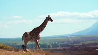 5 Minute Relaxing music with beautiful animals | Giraffe, Elephant, Zebra screenshot 2
