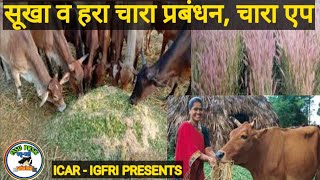 Green fodder management | Dry feed management | सूखा व हरा चारा प्रबंधन | Chara app | चारा एप #chara screenshot 2