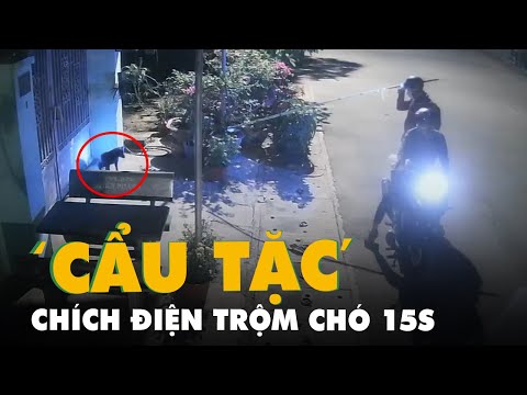 Video Cẩu tặc chích điện trộm chó trong 15 giây ở TP.HCM - youtube