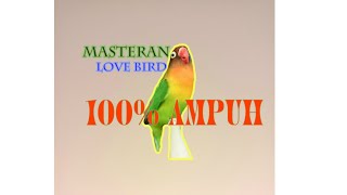 masteran full 1 jam ngetik asik buat love bird malas gacor/ngekek