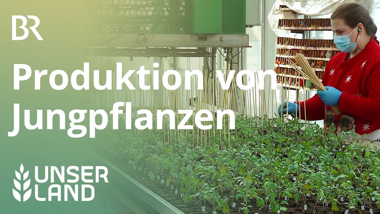 Produktion von Jungpflanzen mit High-Tech| Unser Land | BR Fernsehen
